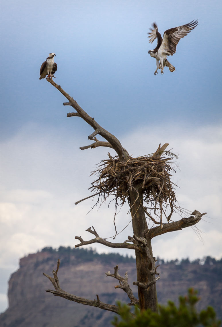 MCEAHERN-_MG_7687