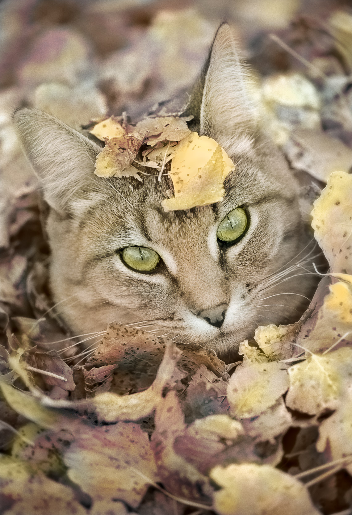 Romeo in Leaves