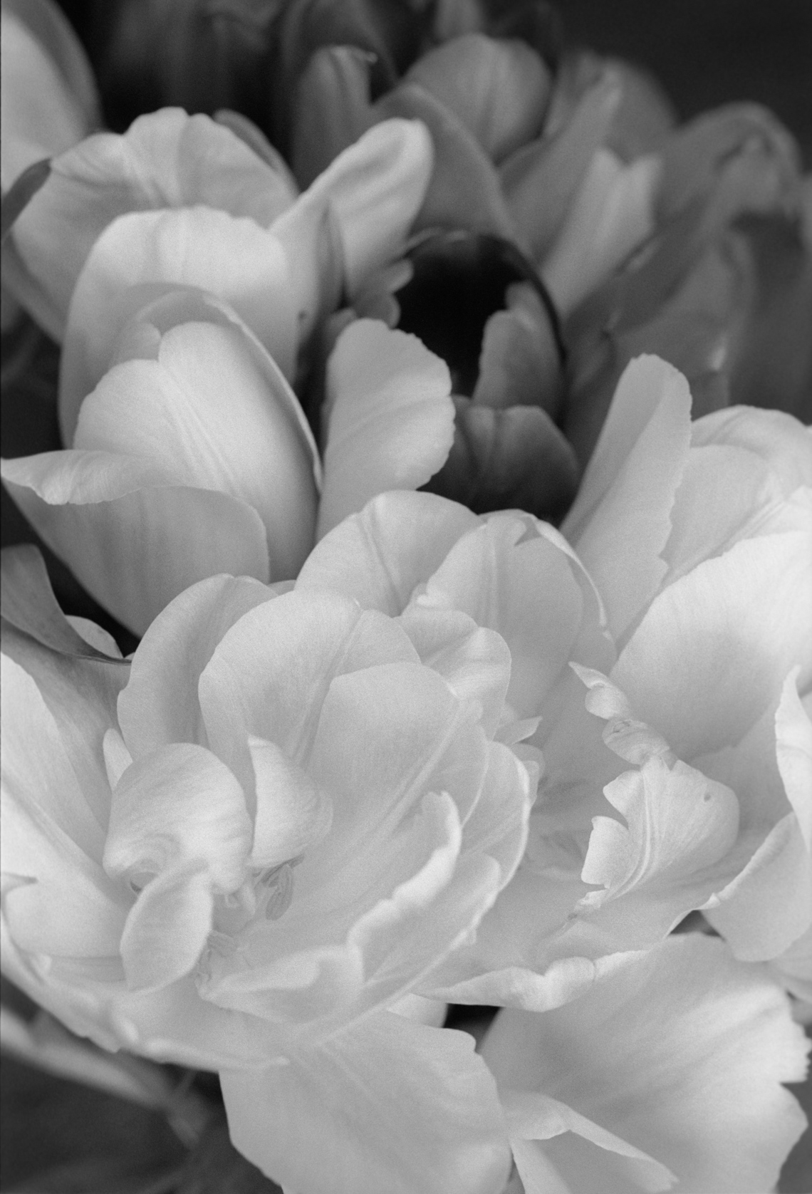 Peony5