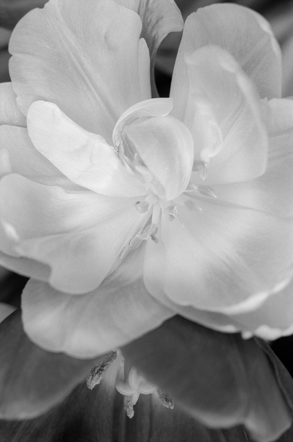 Peony8
