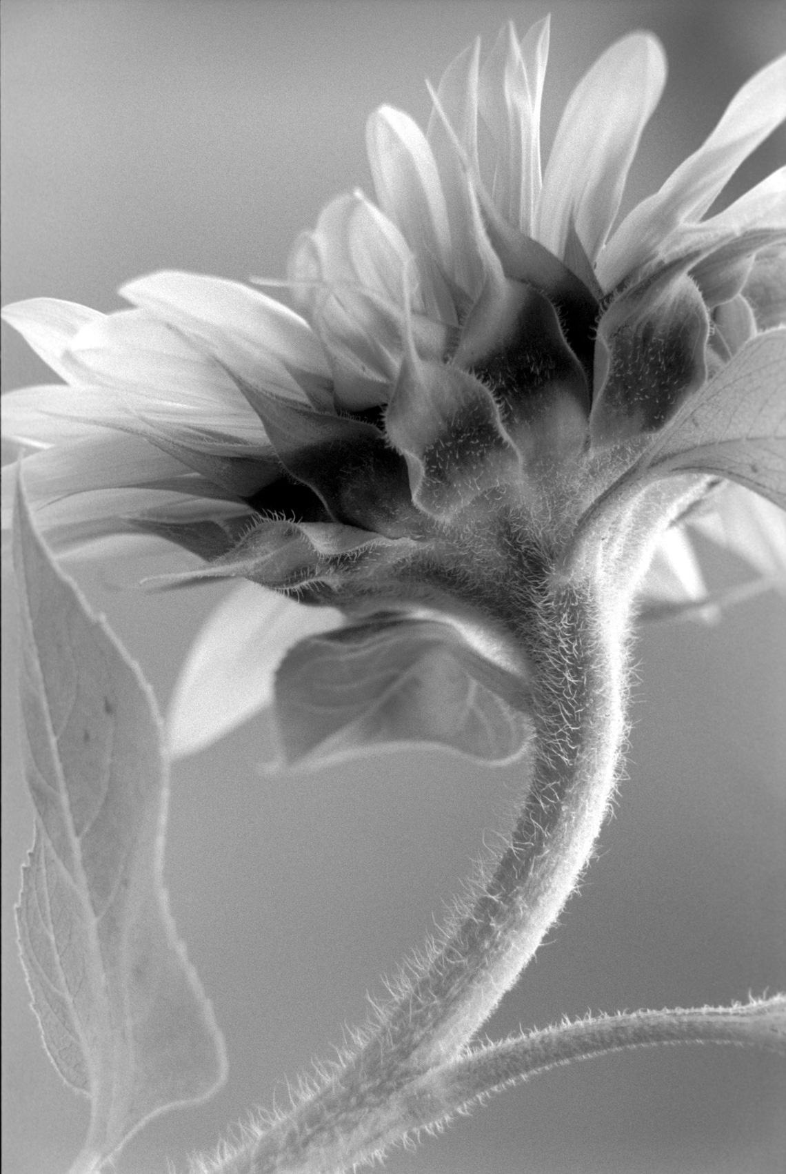 Sunflower2