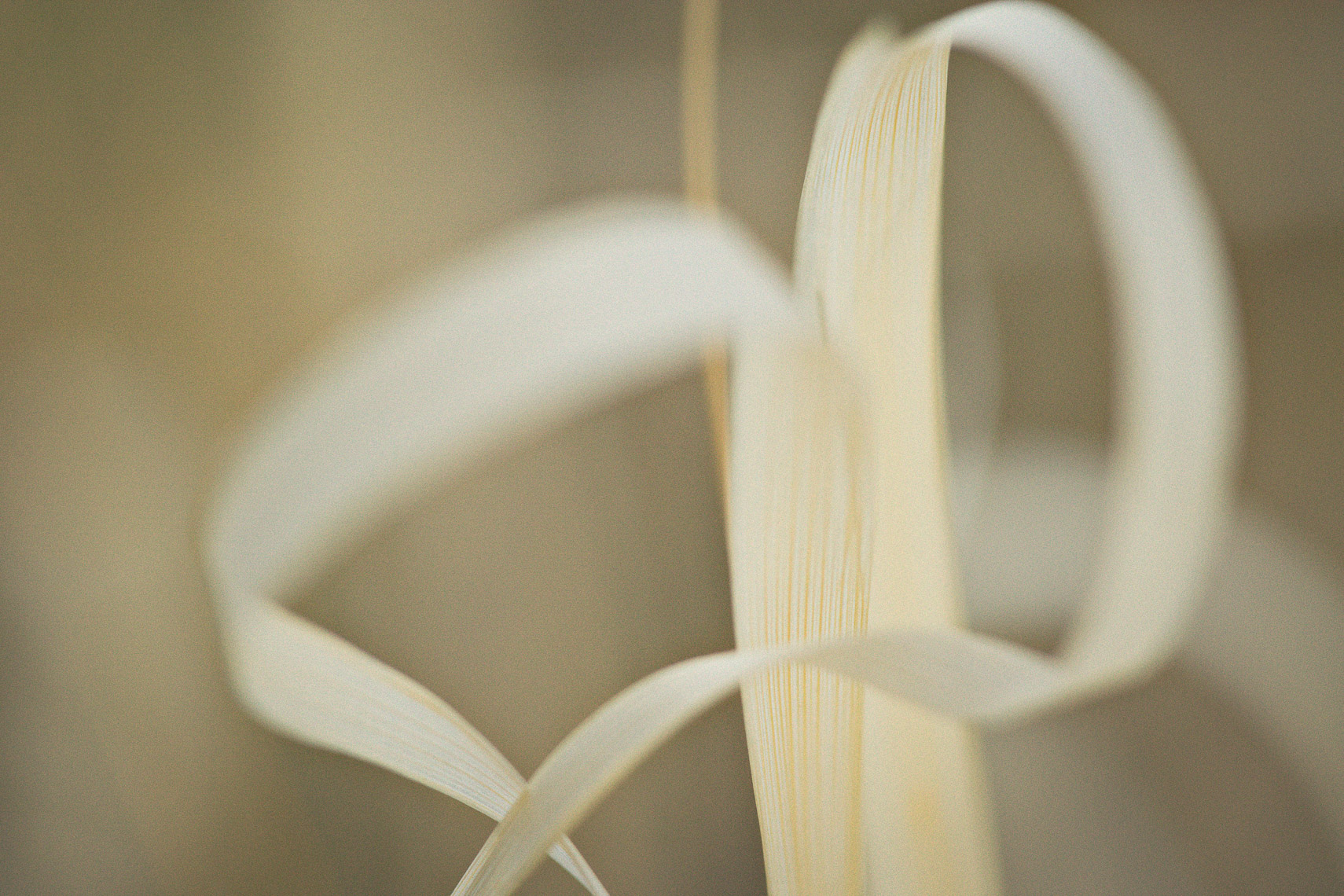 WM_grass-5